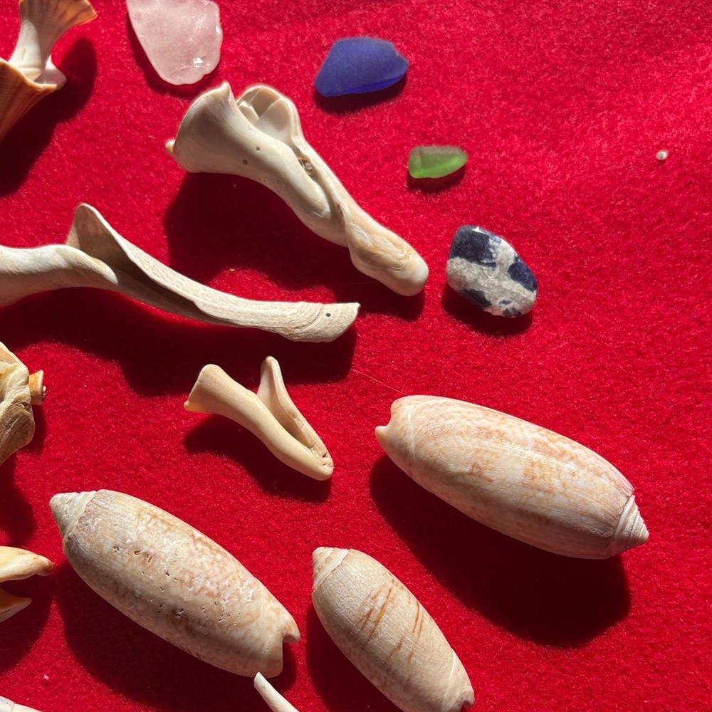Natural Seashell Collection - Picture 9 of 10